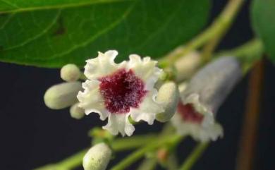 Paederia foetida 雞屎藤