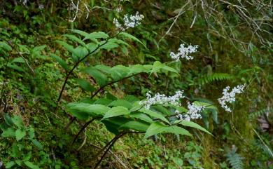 Maianthemum harae 原氏鹿藥