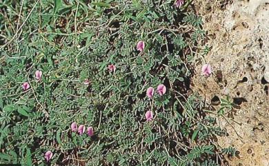 Tephrosia obovata Merr. 臺灣灰毛豆