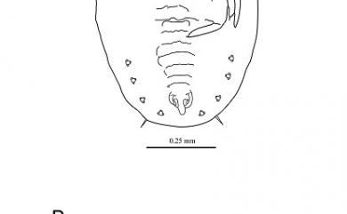 Paraleyrodes bondari Peracchi, 1971 龐達粉蝨