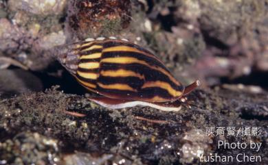 Strigatella zebra (Lamarck, 1811) 小焰筆螺