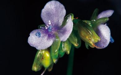 Murdannia loriformis (Hassk.) R.S. Rao & Kammathy 牛軛草