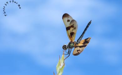 Rhyothemis variegata arria (Drury, 1773) 彩裳蜻蜓