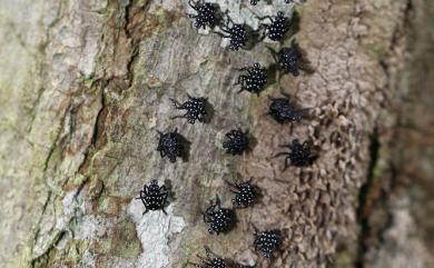 Lycorma meliae Kato, 1929 紅翅蠟蟬