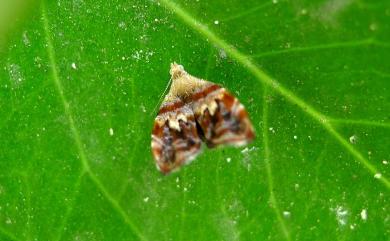 Choreutis sexfasciella (Sauber, 1902) 六帶桑舞蛾