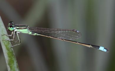 Ischnura senegalensis (Rambur, 1842) 青紋細蟌