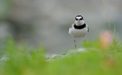 Charadrius dubius curonicus Gmelin, 1789 小環頸鴴