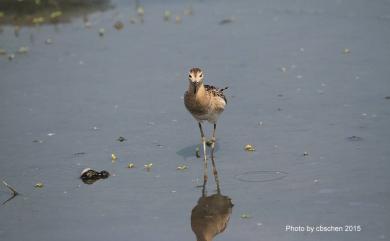 Calidris pugnax (Linnaeus, 1758) 流蘇鷸