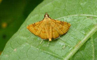 Stenia charonialis (Walker, 1859) 三環狹野螟