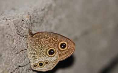Ypthima praenubila kanonis Matsumura, 1929 巨波眼蝶北臺灣亞種