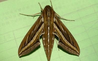 Hippotion celerio (Linnaeus, 1758) 銀條斜線天蛾