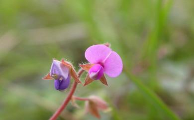 Christia obcordata 舖地蝙蝠草