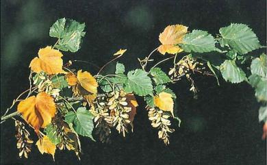 Acer insulare var. caudatifolium 尖葉楓