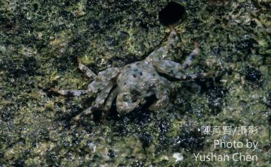 Pachygrapsus plicatus (H. Milne Edwards, 1873) 褶痕厚紋蟹