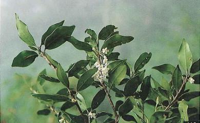 Osmanthus heterophyllus 異葉木犀