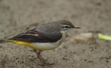 Motacilla cinerea Tunstall, 1771 灰鶺鴒