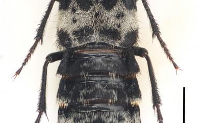 Creophilus maxillosus (Linnaeus, 1758)