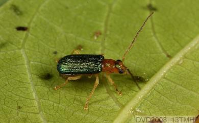 Pseudotheopea collaris (Kimoto, 1989) 黃頸溝翅螢金花蟲