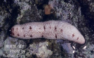 Holothuria arenicola Semper, 1868 蚓參