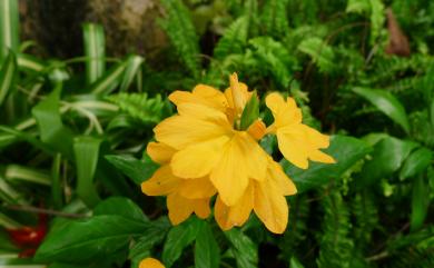 Crossandra infundibuliformis 鳥尾花