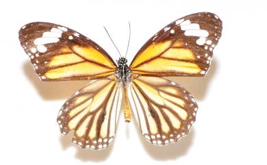 Danaus genutia (Cramer, [1779]) 虎斑蝶