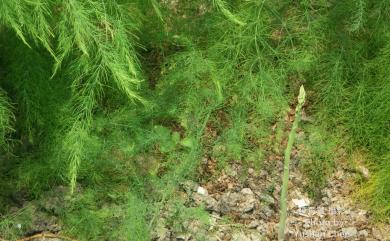 Asparagus officinalis L. 蘆筍