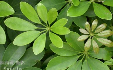 Heptapleurum arboricola Hayata 鵝掌蘗