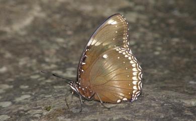 Hypolimnas bolina kezia Butler, 1877 幻蛺蝶