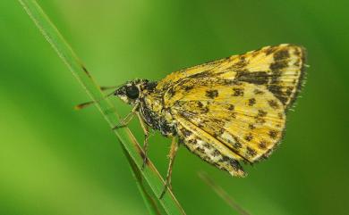 Ampittia dioscorides etura (Mabille, 1891) 小黃星弄蝶