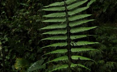 Pteridrys cnemidaria (Christ) C.Chr. & Ching 突齒蕨