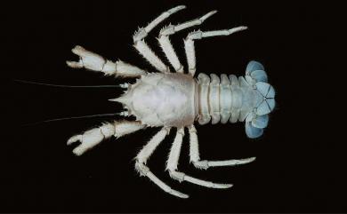 Munidopsis profunda Baba, 2005 深海仿刺鎧蝦
