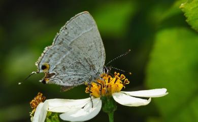 Satyrium austrinum (Murayama, 1943) 南方洒灰蝶