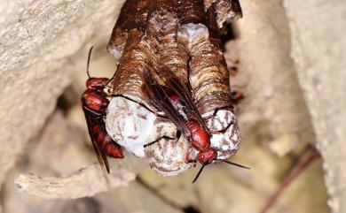 Polistes gigas (Körby & Spence, 1826) 巨紅長腳蜂