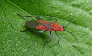 Leptocoris abdominalis abdominalis (Fabricius, 1803)