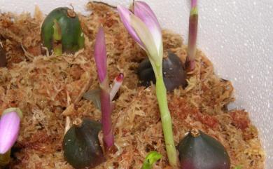 Pleione bulbocodioides (Franch.) Rolfe 臺灣一葉蘭