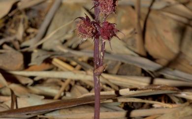 Sciaphila secundiflora 錫蘭霉草