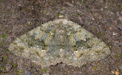 Gnophos caenosa (Bastelberger, 1911)