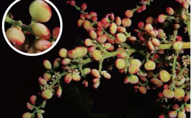 Rhus chinensis 鹽膚木