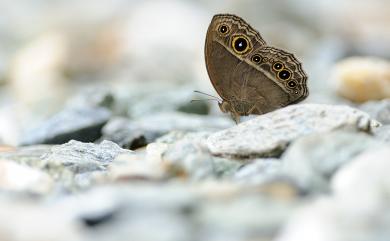 Mycalesis mucianus zonatus Matsumura, 1909 切翅眉眼蝶