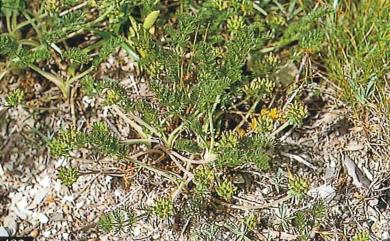 Chaerophyllum involucratum (Hayata) K.F. Chung 山薰香