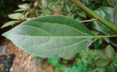 Neolitsea sericea var. aurata (Hayata) Hatus. 金新木薑子