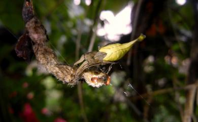 Arachnura melanura Simon, 1867 黑尾曳尾蛛