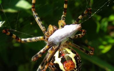 Argiope aemula Walckenaer, 1842 長圓金蛛