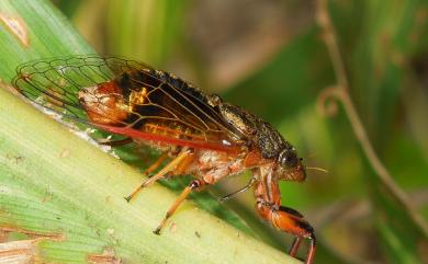 Mogannia formosana Matsumura, 1907 黑翅草蟬