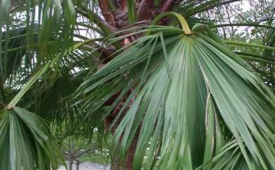 Livistona chinensis var. subglobosa (Hassk.) Becc. 蒲葵