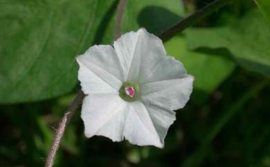 Ipomoea obscura 野牽牛