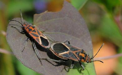 Graptostethus servus servus (Fabricius, 1787) 紅腺長椿象