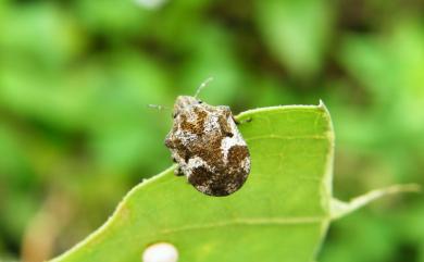 Hotea curculionoides (Herrich-Schaefer, 1836) 鼻盾蝽