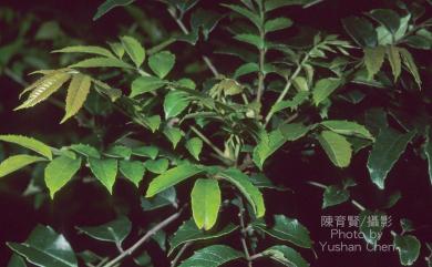 Meliosma rhoifolia Maxim. 山豬肉