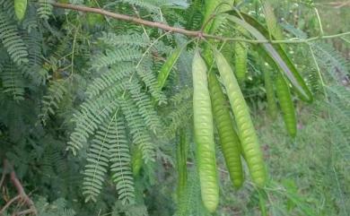 Leucaena leucocephala 銀合歡